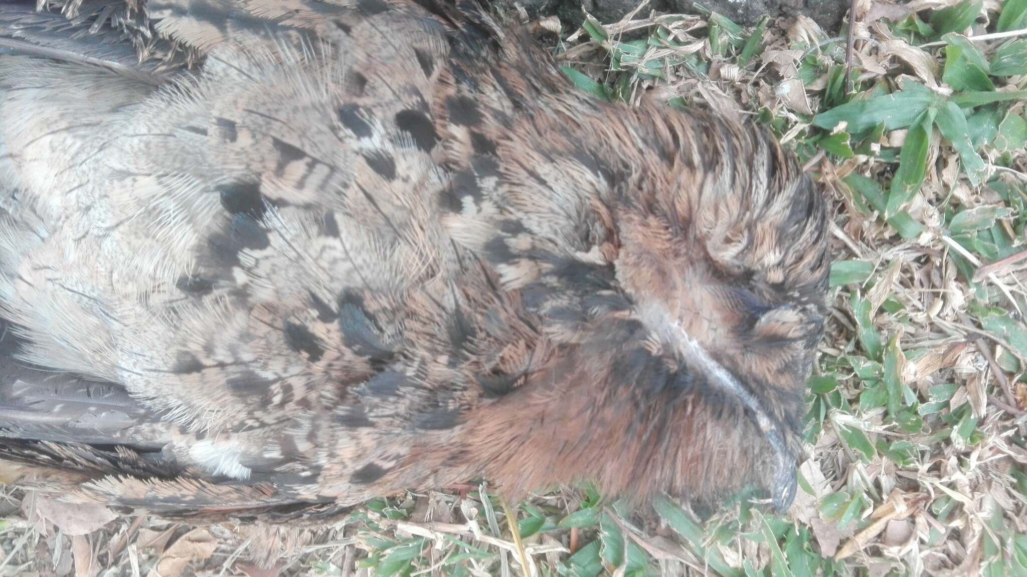 Image of Common Potoo