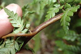 Image of Dicksonia lanata subsp. lanata