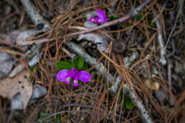 Image de Polygaloides paucifolia (Willd.) J. R. Abbott