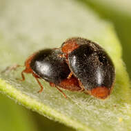 Image of Scymnus (Pullus) louisianae J. Chapin 1973