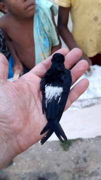 Image of Sao Tome Spinetail