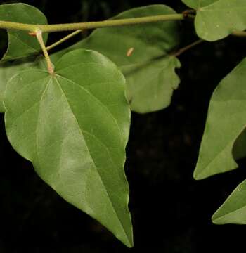 Image de Wissadula parvifolia Fryxell