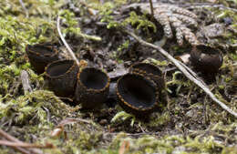 Imagem de Plectania harnischii M. Carbone, Agnello, A. D. Parker & P. Alvarado