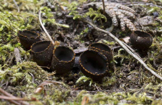 Imagem de Plectania harnischii M. Carbone, Agnello, A. D. Parker & P. Alvarado