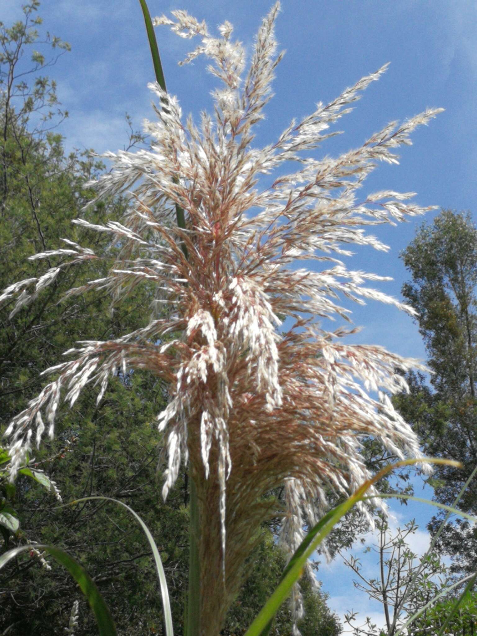 Cortaderia nitida (Kunth) Pilg.的圖片