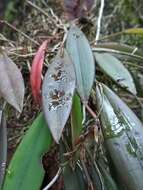 Image of Acianthera hondurensis (Ames) Pridgeon & M. W. Chase