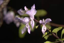 Image de Plectranthus saccatus subsp. pondoensis van Jaarsv. & T. J. Edwards