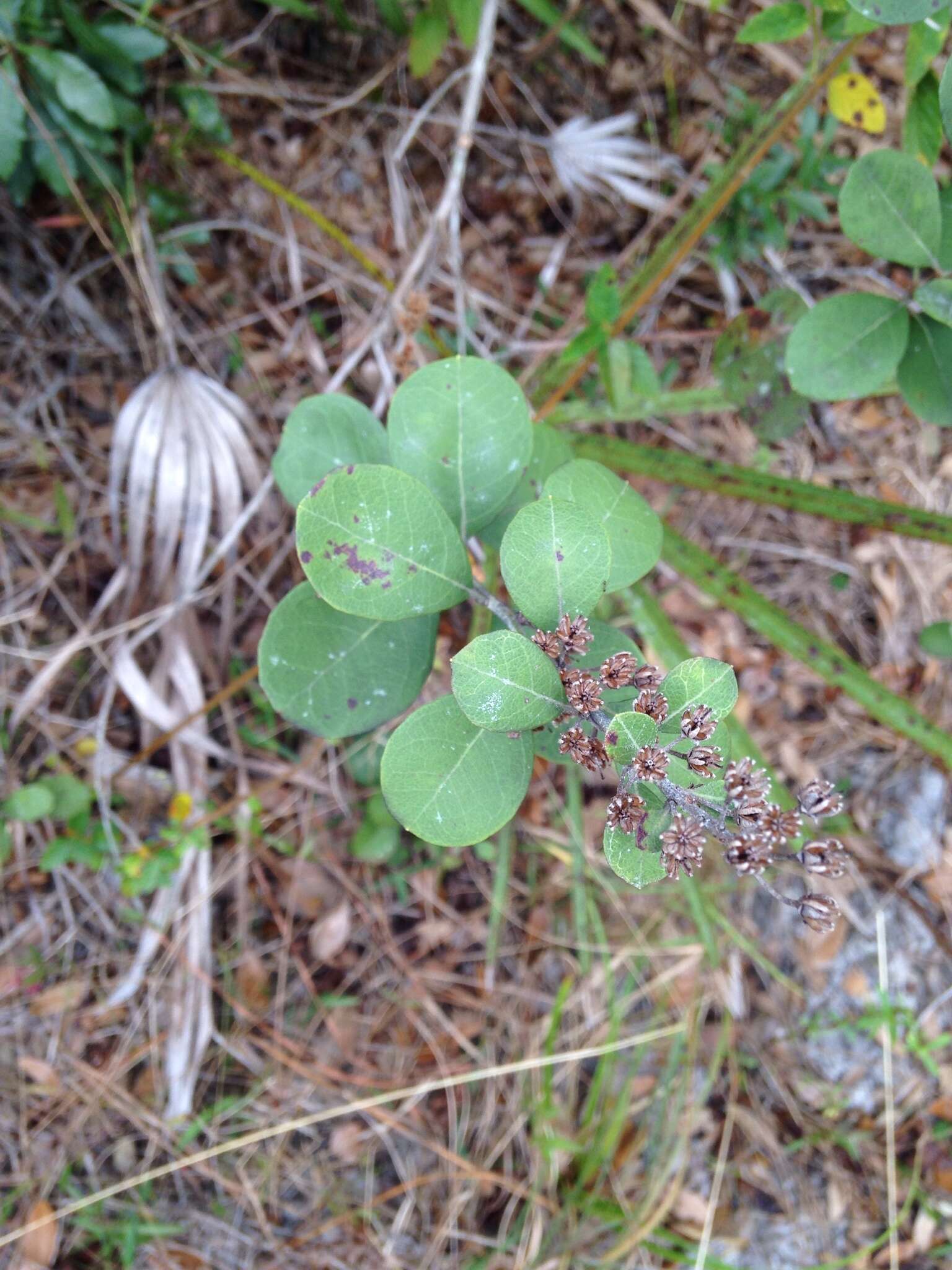 Image of coastal plain staggerbush