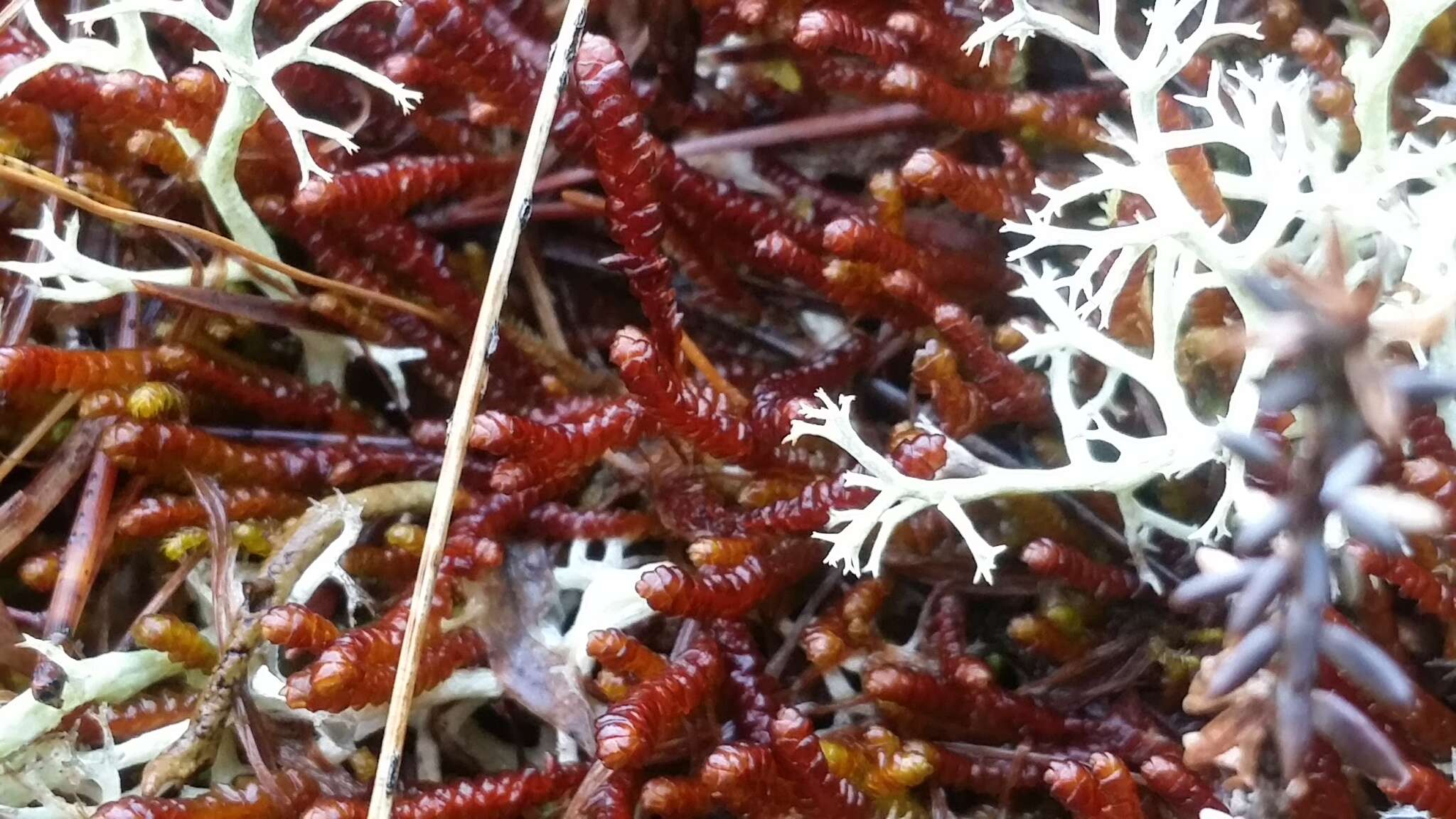 Image of Purple Spoonwort