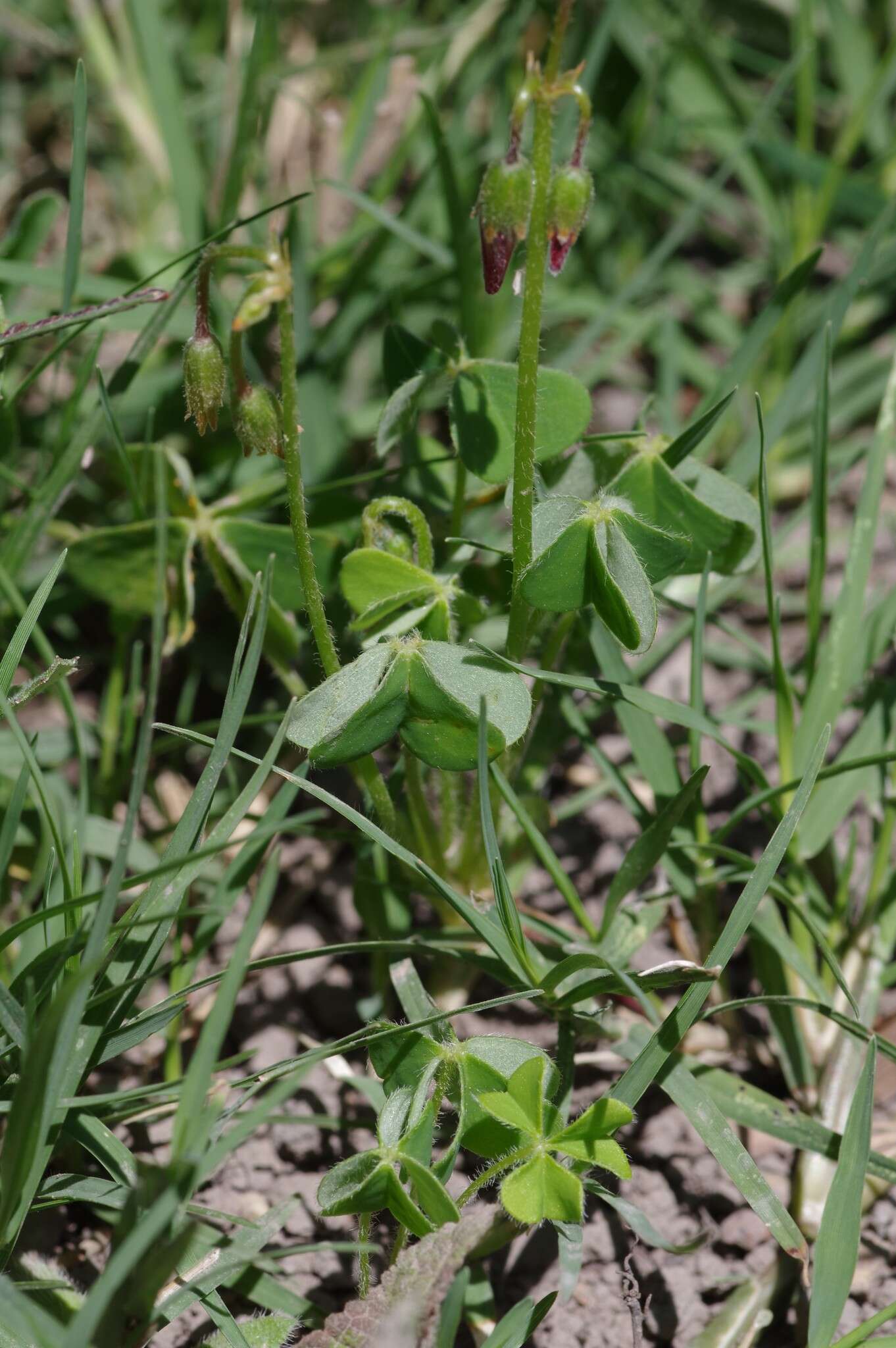 Imagem de Oxalis stenorrhyncha Salter