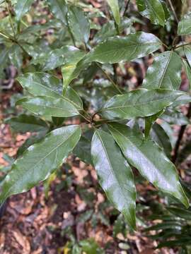 Image of Neolitsea acuminatissima (Hayata) Kaneh. & Sasaki