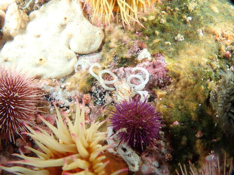 Image of Fiery nudibranch