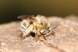 Anthophora crinipes Smith 1854的圖片