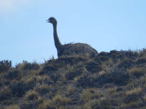 Image of Lesser Rhea