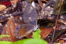 Image of Haetera piera Linnaeus 1758