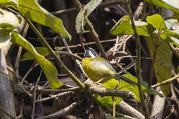 Image of Black-throated Apalis