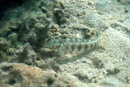 Image of Nosestripe grubfish