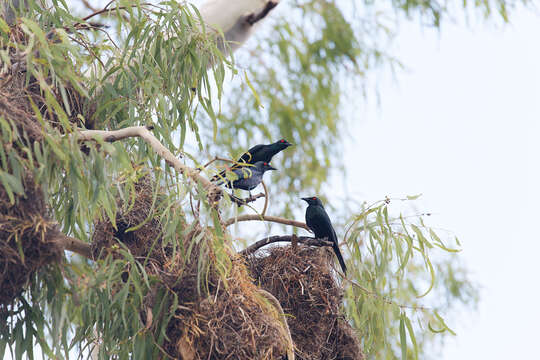 Image of Metallic Starling