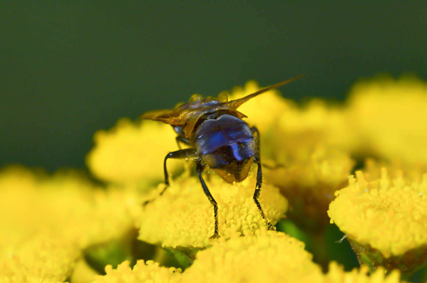 Image of Phasia aurulans Meigen 1824