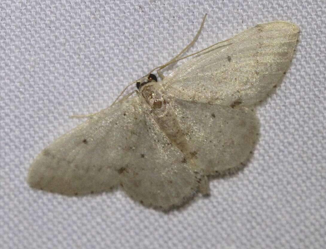 صورة Idaea pilosata Warren 1898