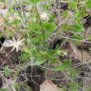 Image of Brickellia coulteri var. brachiata (A. Gray) B. L. Turner
