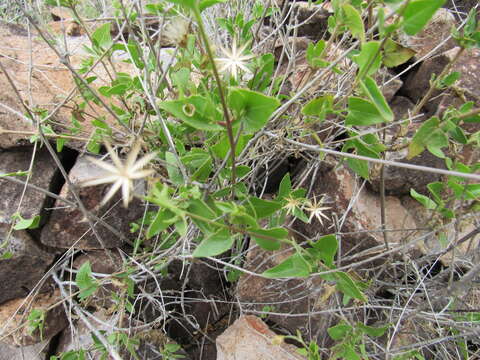 صورة Brickellia coulteri var. brachiata (A. Gray) B. L. Turner