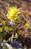 Ptilotus gaudichaudii (Steudel) J. M. Black的圖片