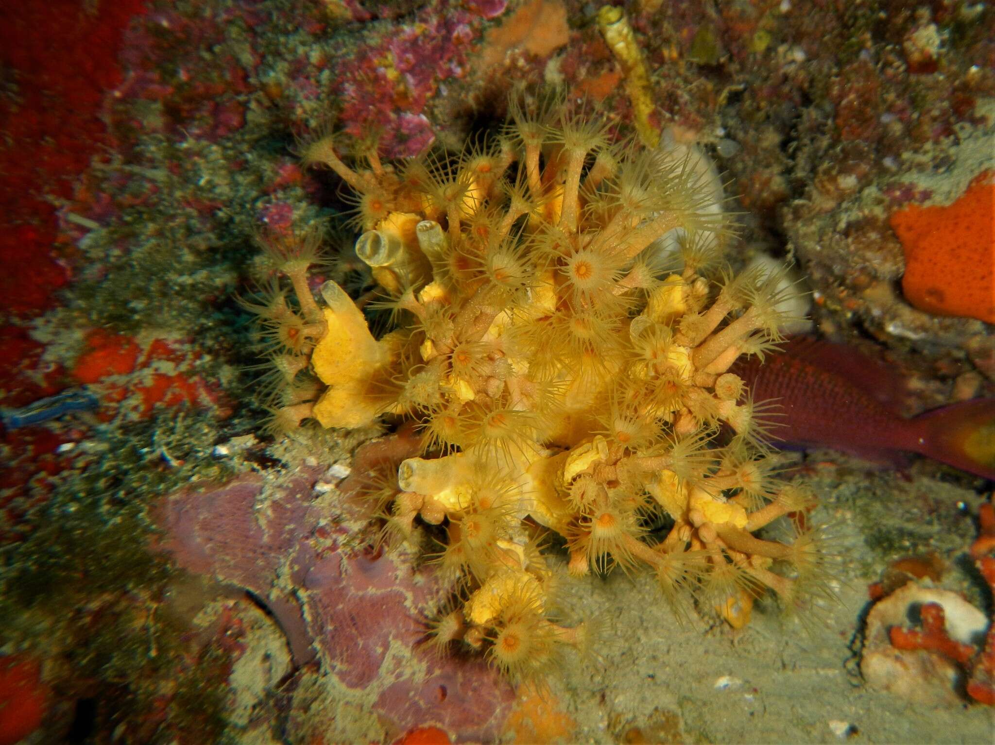 Image of Mediterranean mermaid's glove