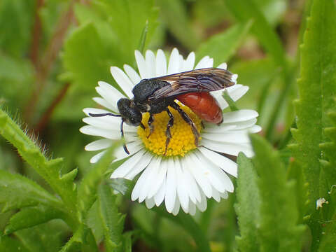 Image of Sphecodes albilabris (Fabricius 1793)