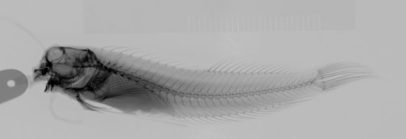 Image of <i>Entomacrodus niuafoouensis</i> (Fowler 1932)