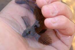 Image of Longfin darter