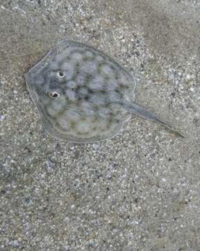 Image of Bullseye Round Stingray