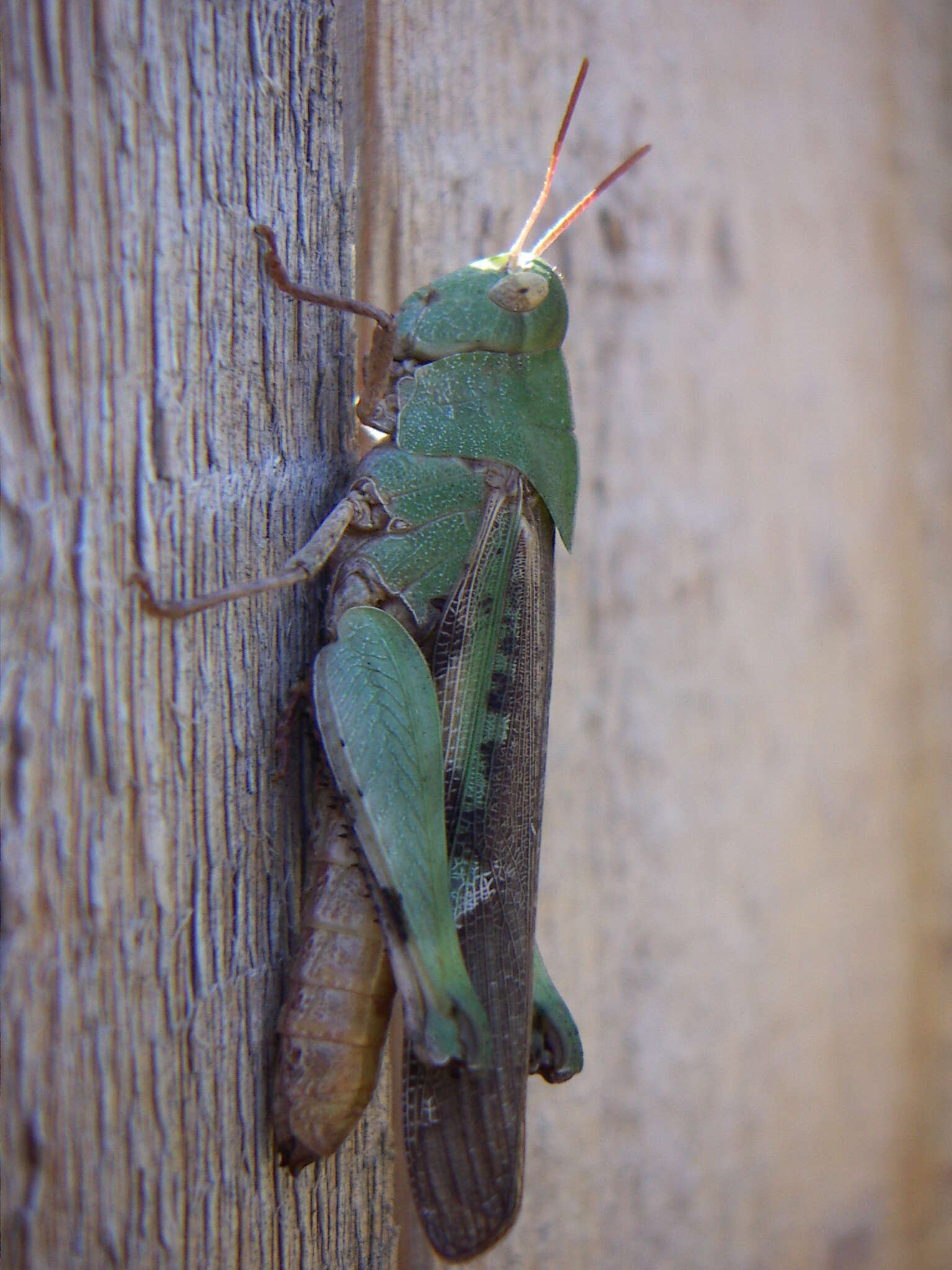 Image of Green-striped Grasshopper