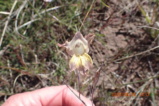 Image of Gladiolus mutabilis G. J. Lewis