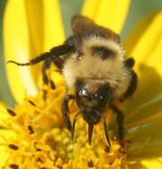 Image de Bombus insularis (Smith 1861)