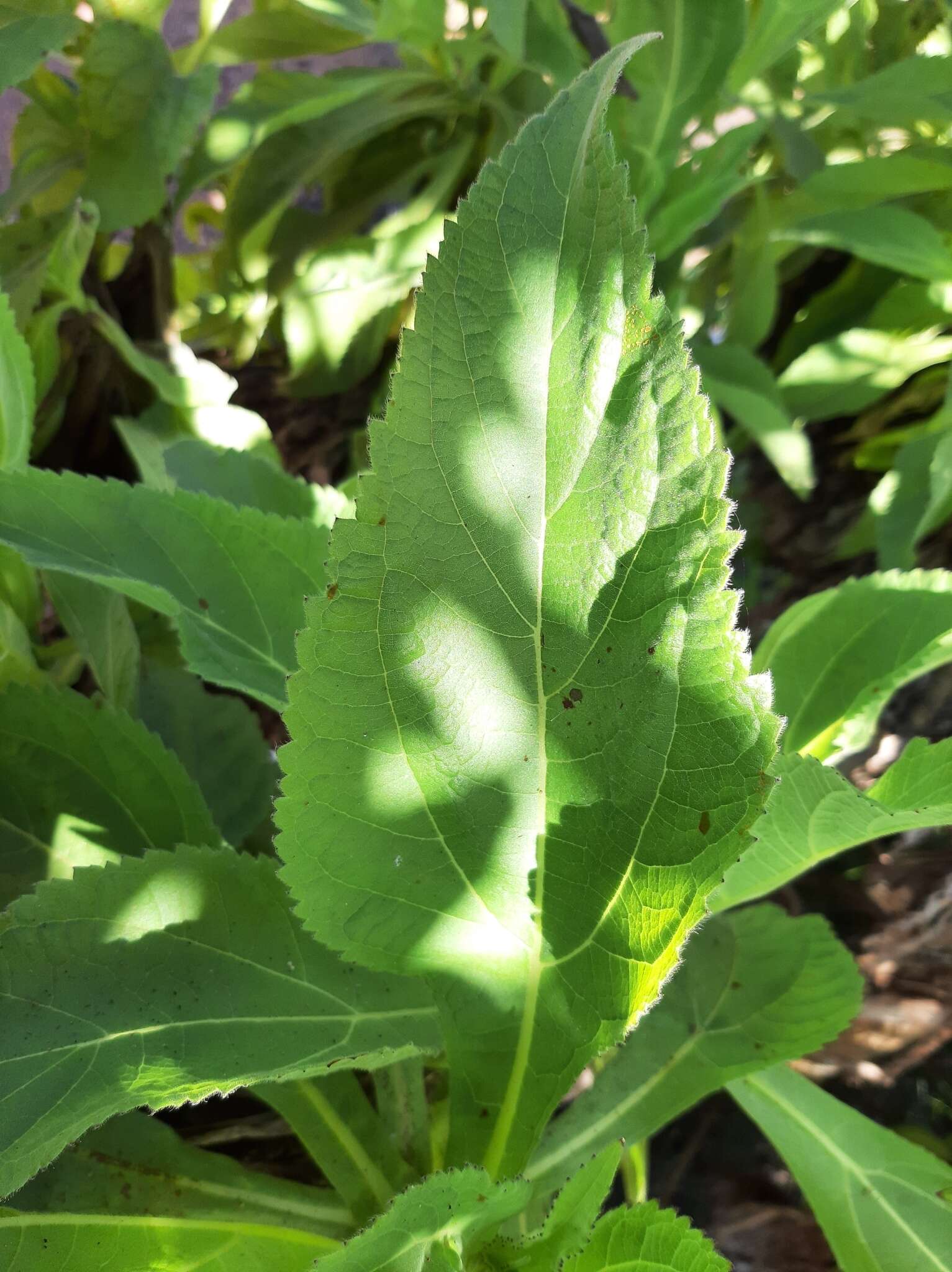 Image de Scalesia affinis Hook. fil.