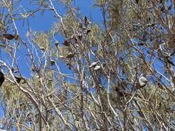 Image of Hakea leucoptera R. Br.