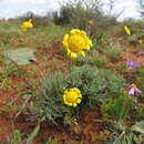 Image de Euryops mirus B. Nordenst.