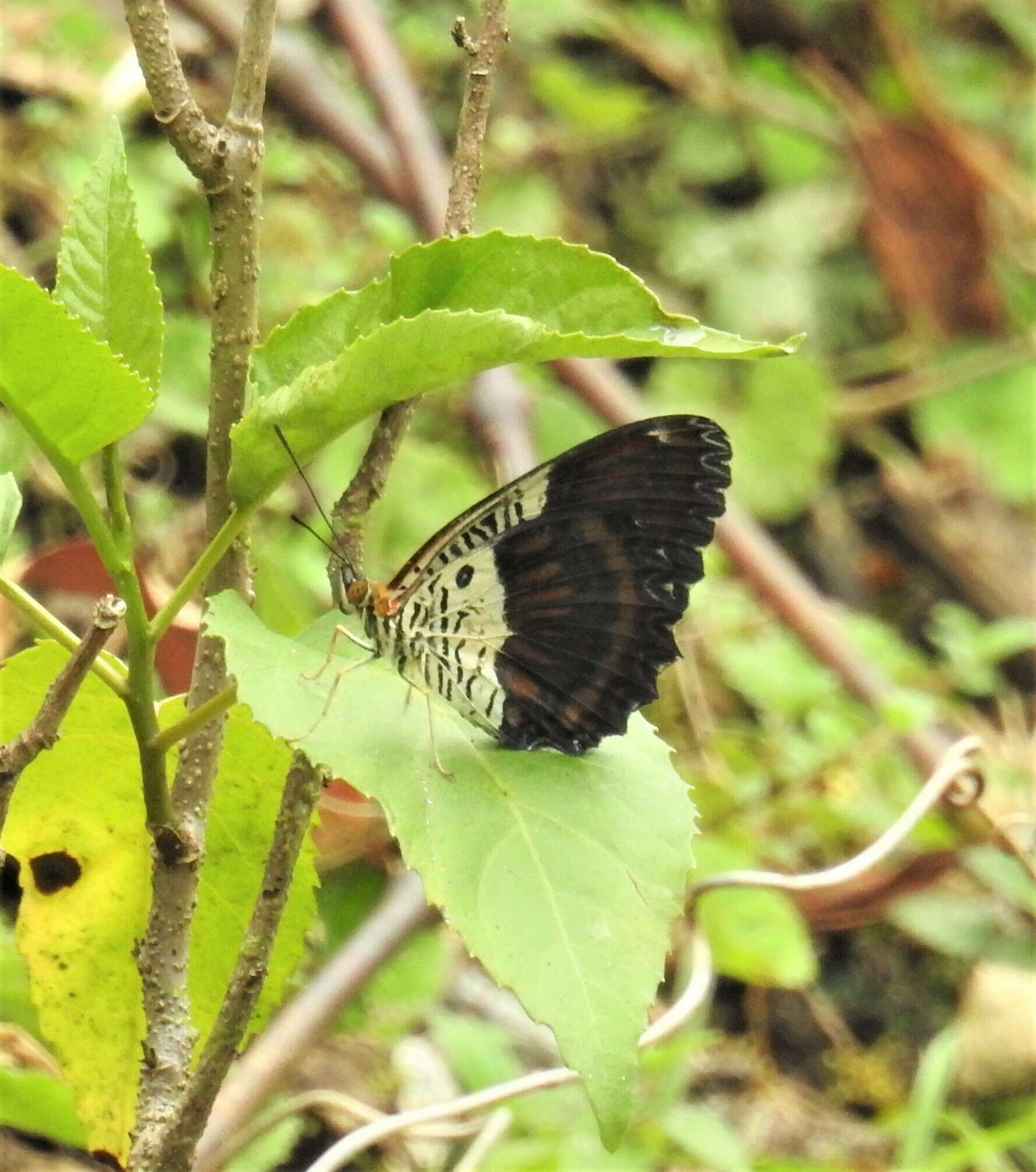 Image of Cethosia lamarckii Godart 1819