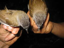 Image of Sooty-capped Babbler