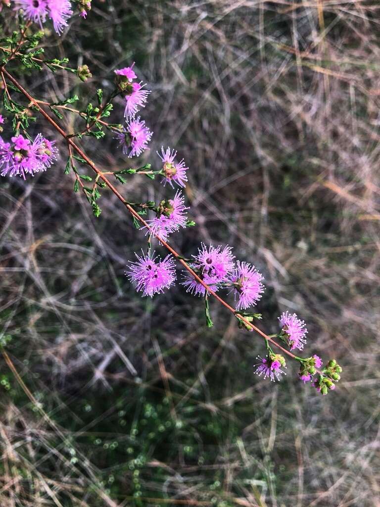 صورة Kunzea opposita F. Müll.