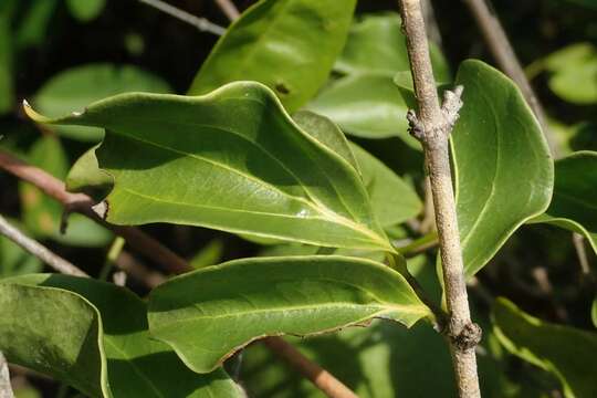 Plancia ëd Strychnos spinosa Lam.