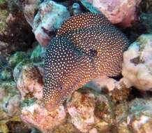 Image of Turkey moray