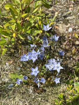 Image of Lomatogonium carinthiacum (Wulfen) Reichenb.