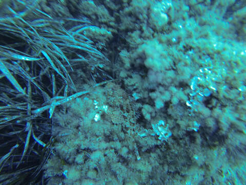 Image of Bigscale Scorpionfish