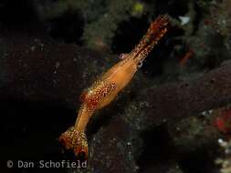 Image of Plume shrimp