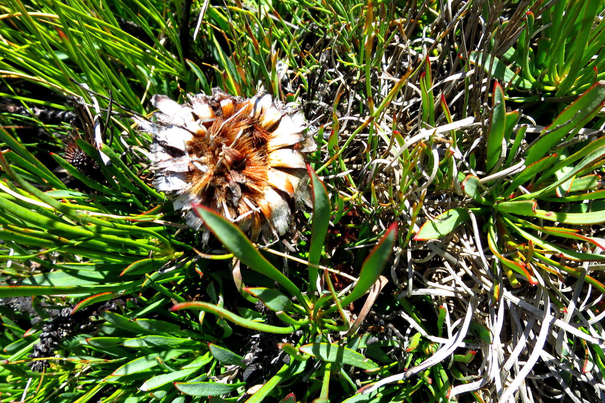 Image of Protea montana E. Mey. ex Meissn.