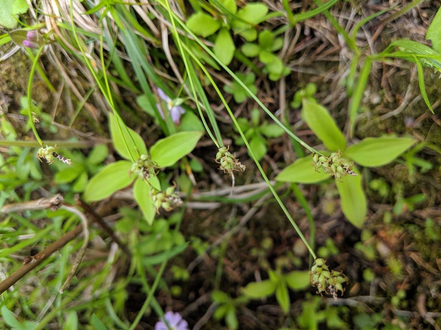 Image of low northern sedge