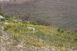 Image of clubmoss mousetail