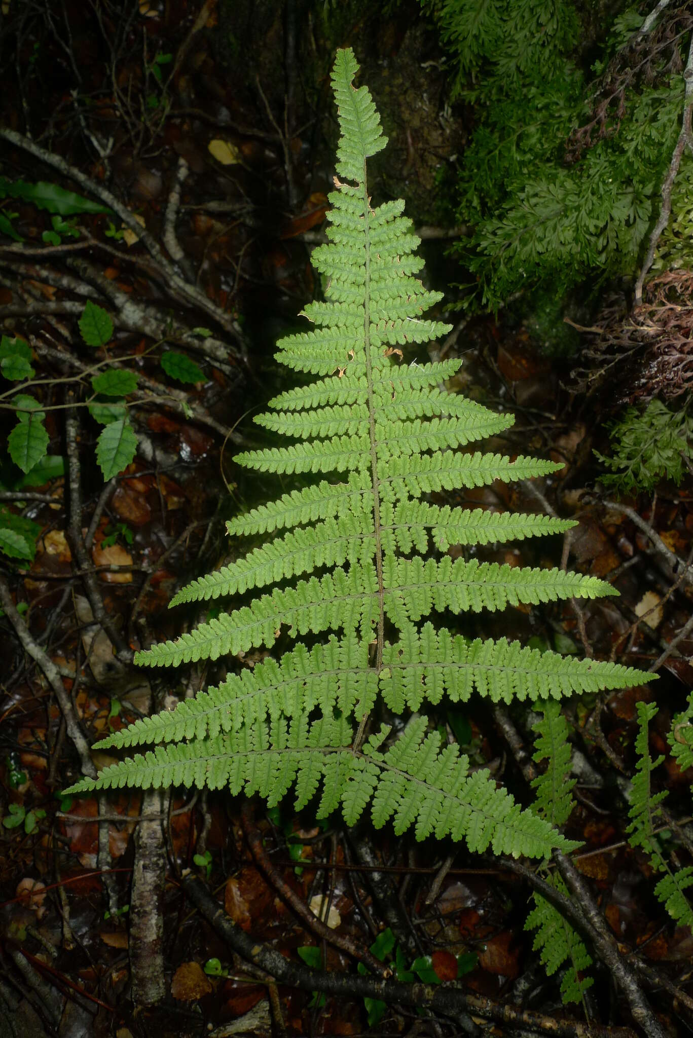 Image of Hypolepis rugosula subsp. lactea (Brownsey & Chinnock) Schwartsb.